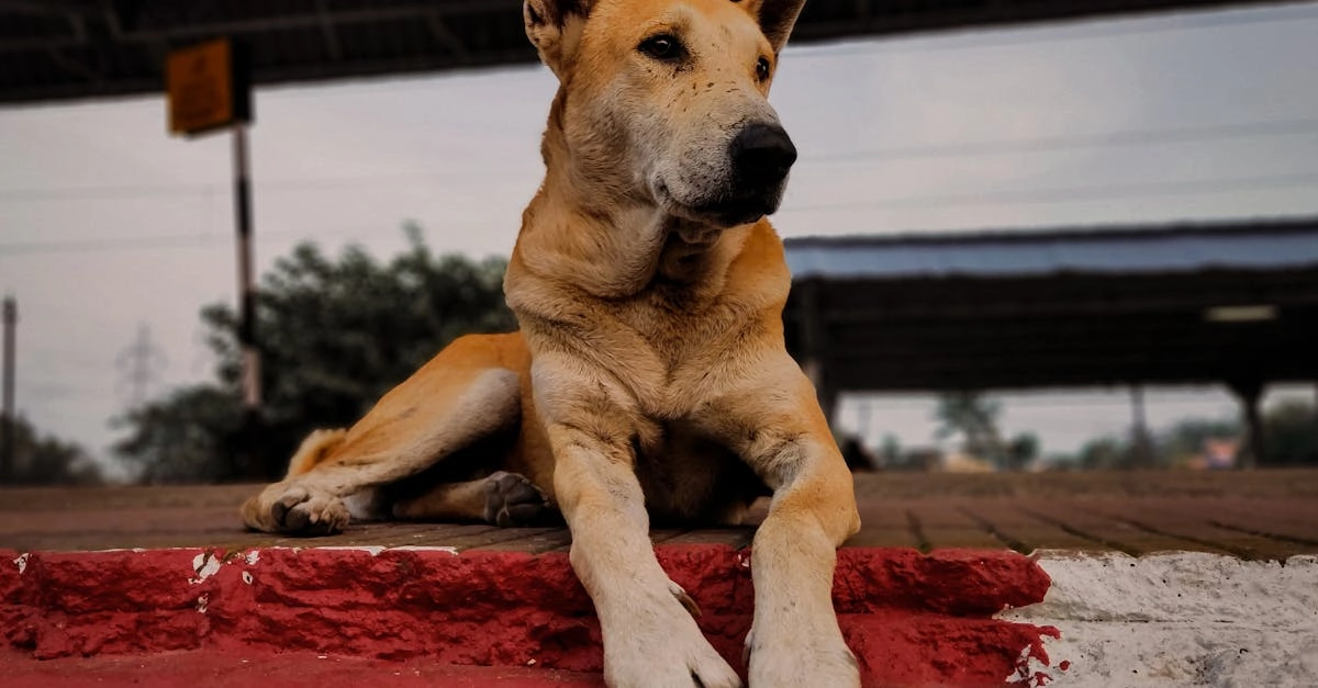 Программы лояльности казино без депозита для новичков